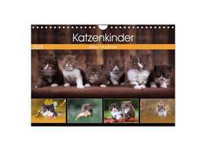 9783435341788 - Katzenkinder - Britisch Kurzhaar (Wandkalender 2025 DIN A4 quer) CALVENDO Monatskalender