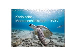 9783435344161 - Karibische Meeresschildkröten (Wandkalender 2025 DIN A4 quer) CALVENDO Monatskalender