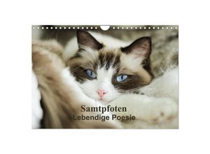 9783435346134 - Samtpfoten Lebendige Poesie (Wandkalender 2025 DIN A4 quer) CALVENDO Monatskalender