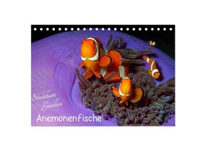 9783435351169 - Anemonenfische - Streitbare Gesellen (Tischkalender 2025 DIN A5 quer) CALVENDO Monatskalender