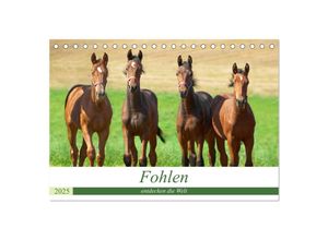 9783435351329 - Fohlen entdecken die Welt (Tischkalender 2025 DIN A5 quer) CALVENDO Monatskalender