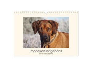 9783435353651 - Rhodesian Ridgeback Power aus Südafrika (Wandkalender 2025 DIN A4 quer) CALVENDO Monatskalender