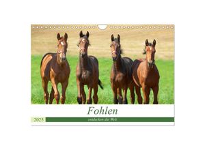 9783435356317 - Fohlen entdecken die Welt (Wandkalender 2025 DIN A4 quer) CALVENDO Monatskalender