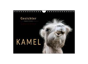 9783435356393 - Kamel Gesichter (Wandkalender 2025 DIN A4 quer) CALVENDO Monatskalender