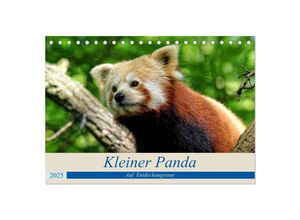 9783435356416 - Kleiner Panda auf Entdeckungstour (Tischkalender 2025 DIN A5 quer) CALVENDO Monatskalender