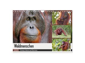 9783435361915 - Waldmenschen - Orang Utans auf Borneo (Wandkalender 2025 DIN A4 quer) CALVENDO Monatskalender