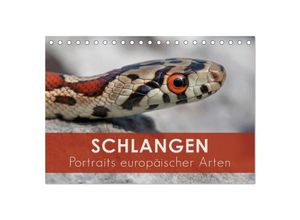 9783435363476 - Schlangen - Portraits europäischer Arten (Tischkalender 2025 DIN A5 quer) CALVENDO Monatskalender