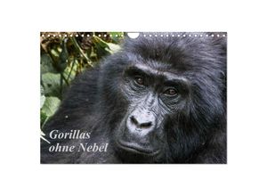 9783435364145 - Gorillas ohne Nebel (Wandkalender 2025 DIN A4 quer) CALVENDO Monatskalender