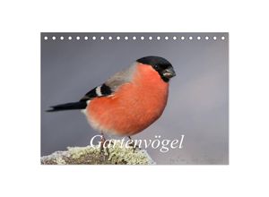 9783435373093 - Vögel aus dem Garten (Tischkalender 2025 DIN A5 quer) CALVENDO Monatskalender