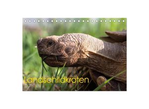 9783435374984 - Landschildkröten (Tischkalender 2025 DIN A5 quer) CALVENDO Monatskalender