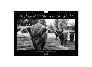 9783435376537 - Highland Cattle vom Nordlicht - Faszination Hochland Rind (Wandkalender 2025 DIN A4 quer) CALVENDO Monatskalender