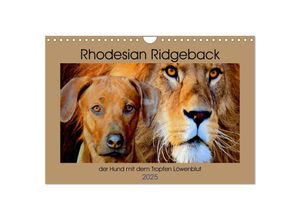 9783435381043 - Rhodesian Ridgeback der Hund mit dem Tropfen Löwenblut (Wandkalender 2025 DIN A4 quer) CALVENDO Monatskalender