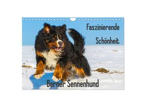 9783435381258 - Faszinierende Schönheit Berner Sennenhund (Wandkalender 2025 DIN A4 quer) CALVENDO Monatskalender