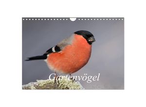 9783435381524 - Vögel aus dem Garten (Wandkalender 2025 DIN A4 quer) CALVENDO Monatskalender