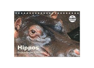 9783435381630 - Hippos - Begegnungen in Afrika (Tischkalender 2025 DIN A5 quer) CALVENDO Monatskalender