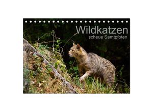 9783435381944 - Wildkatzen - scheue Samtpfoten (Tischkalender 2025 DIN A5 quer) CALVENDO Monatskalender 9783435381944 - Wildkatzen - scheue Samtpfoten (Tischkalender 2025 DIN A5 quer) CALVENDO Monatskalender
