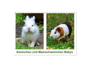 9783435382385 - Kaninchen und Meerschweinchen Babys (Tischkalender 2025 DIN A5 quer) CALVENDO Monatskalender