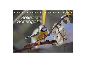 9783435383627 - Gefiederte Gartengäste (Tischkalender 2025 DIN A5 quer) CALVENDO Monatskalender