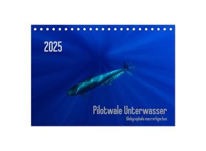 9783435386277 - Pilotwale Unterwasser - Globicephala macrorhynchus (Tischkalender 2025 DIN A5 quer) CALVENDO Monatskalender