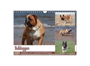 9783435386284 - Bulldoggen - Englische und Französische Bulldoggen (Wandkalender 2025 DIN A4 quer) CALVENDO Monatskalender