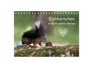 9783435389223 - Eichhörnchen erobern unsere Herzen (Tischkalender 2025 DIN A5 quer) CALVENDO Monatskalender