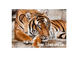 9783435391165 - Tiger Löwe und Co (Wandkalender 2025 DIN A4 quer) CALVENDO Monatskalender