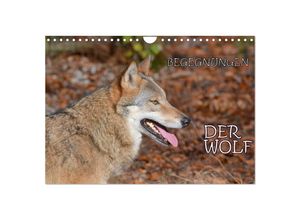 9783435393817 - Begegnungen DER WOLF (Wandkalender 2025 DIN A4 quer) CALVENDO Monatskalender