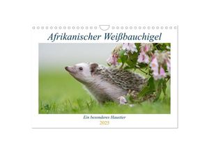 9783435396009 - Afrikanische Weißbauchigel (Wandkalender 2025 DIN A4 quer) CALVENDO Monatskalender