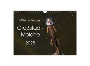 9783435398393 - Mitten unter uns - Großstadt-Molche (Wandkalender 2025 DIN A4 quer) CALVENDO Monatskalender