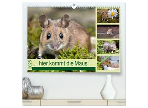 9783435450848 -  hier kommt die Maus  (hochwertiger Premium Wandkalender 2025 DIN A2 quer) Kunstdruck in Hochglanz