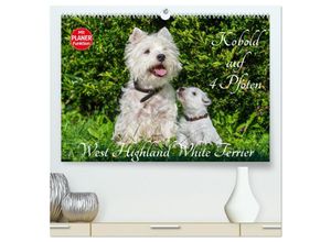 9783435454907 - Kobold auf 4 Pfoten - West Highland White Terrier (hochwertiger Premium Wandkalender 2025 DIN A2 quer) Kunstdruck in Hochglanz