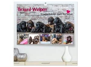 9783435456734 - Briard-Welpen - Knuddelbären zum Verlieben (hochwertiger Premium Wandkalender 2025 DIN A2 quer) Kunstdruck in Hochglanz