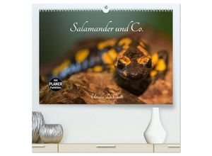 9783435458813 - Salamander und Co (hochwertiger Premium Wandkalender 2025 DIN A2 quer) Kunstdruck in Hochglanz