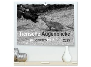 9783435464029 - Tierische Augenblicke in Schwarz-Weiß (hochwertiger Premium Wandkalender 2025 DIN A2 quer) Kunstdruck in Hochglanz