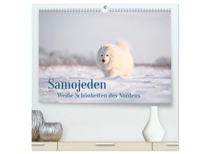 9783435467969 - Samojeden - Liebenswerte Fellkugeln (hochwertiger Premium Wandkalender 2025 DIN A2 quer) Kunstdruck in Hochglanz