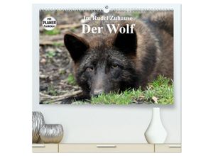 9783435471409 - Im Rudel Zuhause - Der Wolf (hochwertiger Premium Wandkalender 2025 DIN A2 quer) Kunstdruck in Hochglanz