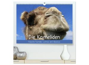 9783435473786 - Die Kameliden Hübsche Kamele Lamas und Alpakas (hochwertiger Premium Wandkalender 2025 DIN A2 quer) Kunstdruck in Hochglanz