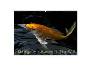 9783435477227 - Nishikigoi - Koikarpfen in ihrer Welt (Wandkalender 2025 DIN A2 quer) CALVENDO Monatskalender