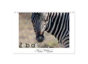 9783435491728 - Zebras - Afrikas Wildpferde (Tischkalender 2025 DIN A5 quer) CALVENDO Monatskalender