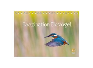 9783435491933 - Faszination Eisvogel (Tischkalender 2025 DIN A5 quer) CALVENDO Monatskalender