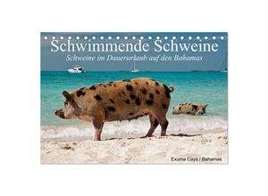 9783435496808 - Schwimmende Schweine (Tischkalender 2025 DIN A5 quer) CALVENDO Monatskalender