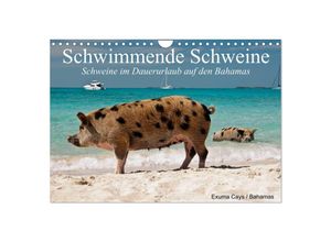 9783435498253 - Schwimmende Schweine (Wandkalender 2025 DIN A4 quer) CALVENDO Monatskalender