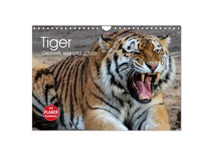 9783435498802 - Tiger Gestreift wild und schön (Wandkalender 2025 DIN A4 quer) CALVENDO Monatskalender