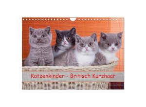 9783435500451 - Katzenkinder Britisch Kurzhaar (Wandkalender 2025 DIN A4 quer) CALVENDO Monatskalender