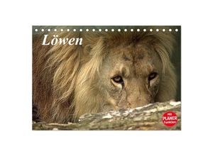 9783435500789 - Löwen (Tischkalender 2025 DIN A5 quer) CALVENDO Monatskalender