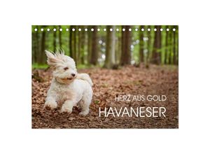 9783435502875 - Havaneser - Herz aus Gold (Tischkalender 2025 DIN A5 quer) CALVENDO Monatskalender