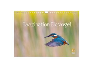 9783435504077 - Faszination Eisvogel (Wandkalender 2025 DIN A4 quer) CALVENDO Monatskalender