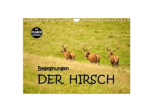 9783435504879 - Begegnungen DER HIRSCH (Wandkalender 2025 DIN A4 quer) CALVENDO Monatskalender