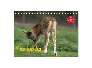 9783435506491 - Tierkinder (Tischkalender 2025 DIN A5 quer) CALVENDO Monatskalender