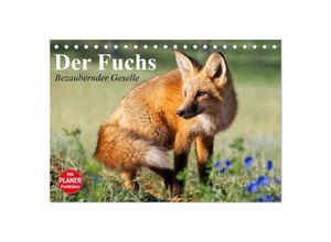 9783435510702 - Der Fuchs Bezaubernder Geselle (Tischkalender 2025 DIN A5 quer) CALVENDO Monatskalender